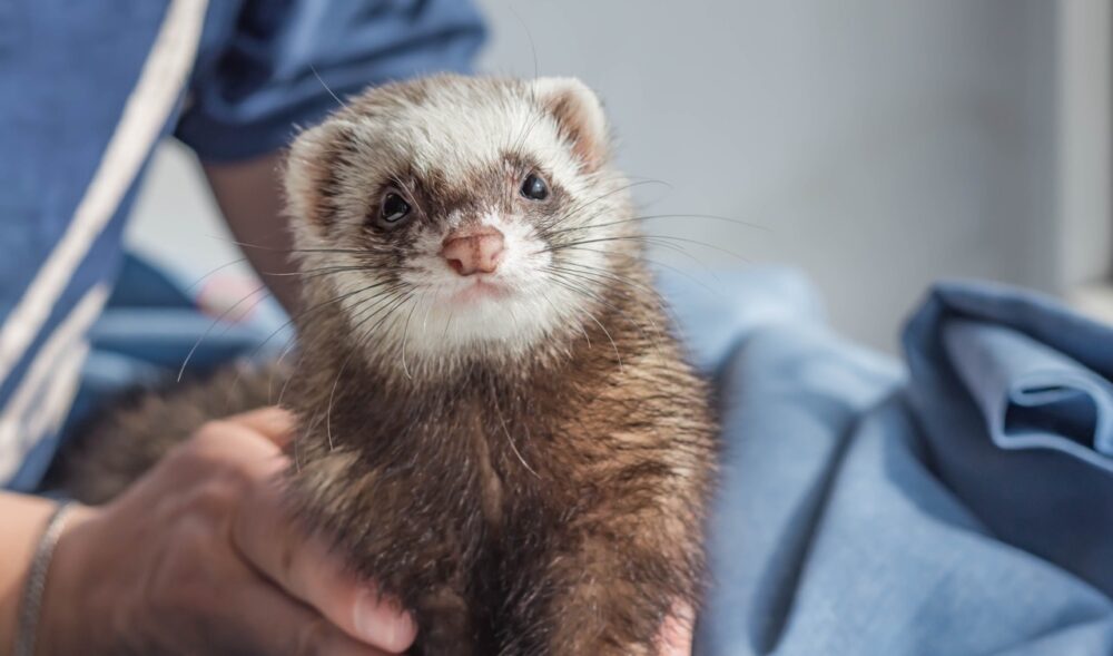 Thinking About Getting a Pet Ferret?
