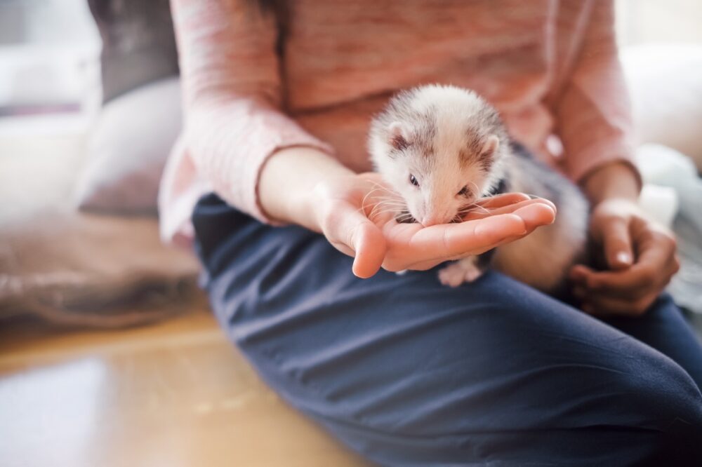 How to Care for a Pet Ferret