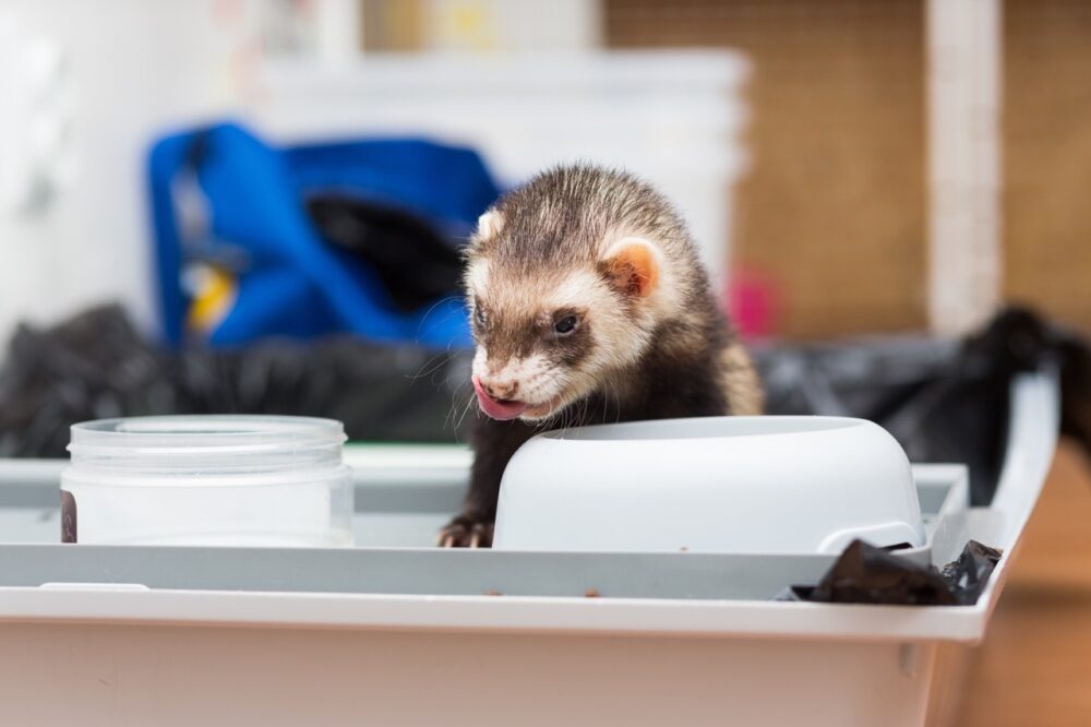 What to Feed Your Pet Ferret