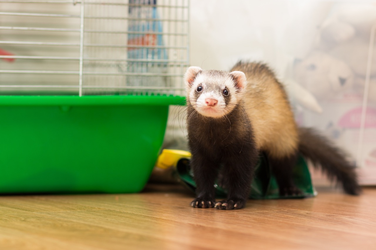 Ferret In Front Of Cage