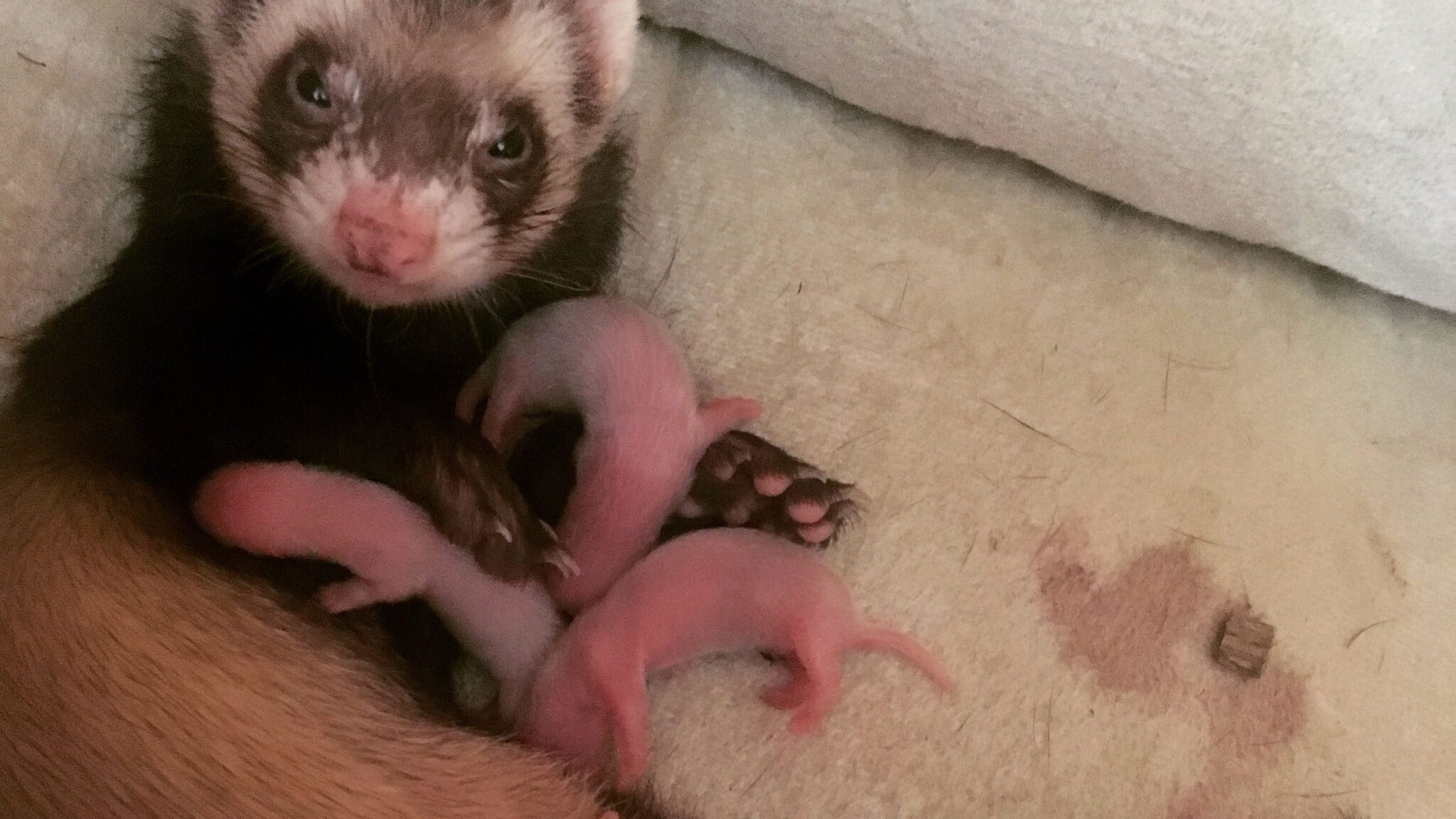 Baby Ferret Stages Of Life Facts And Pictures