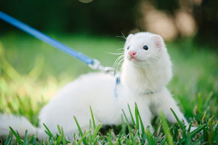 White ferret on leash